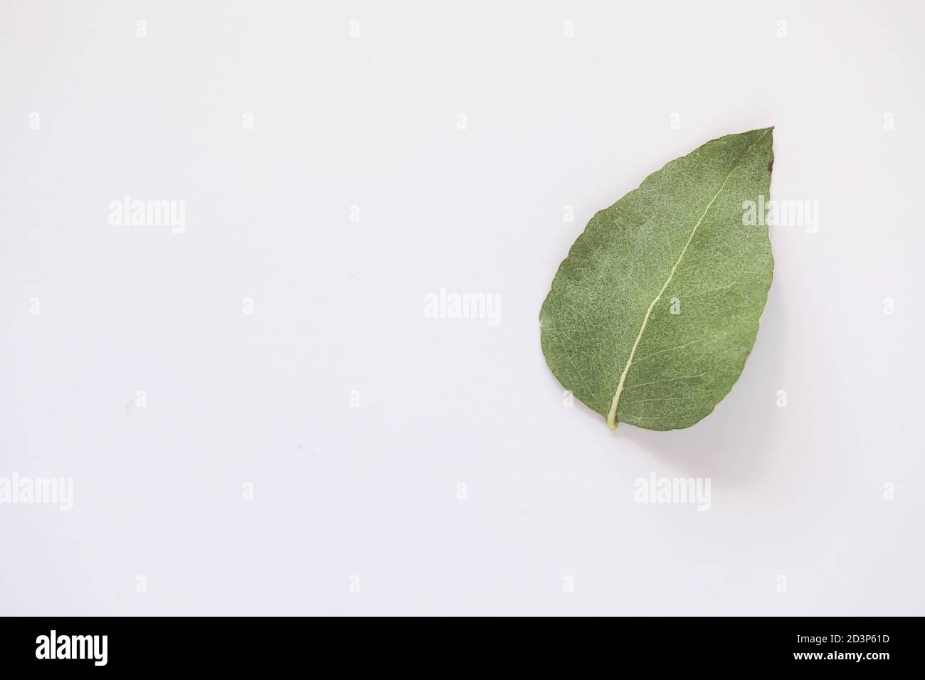 Simple flat lay image featuring single upside down gum leaf on white background with copy space Stock Photo