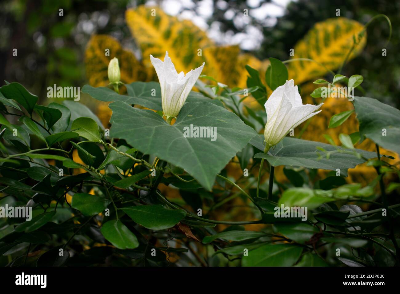 Coccinia grandis or coccinia cordifolia cogn in the cucurbitaceae family Stock Photo