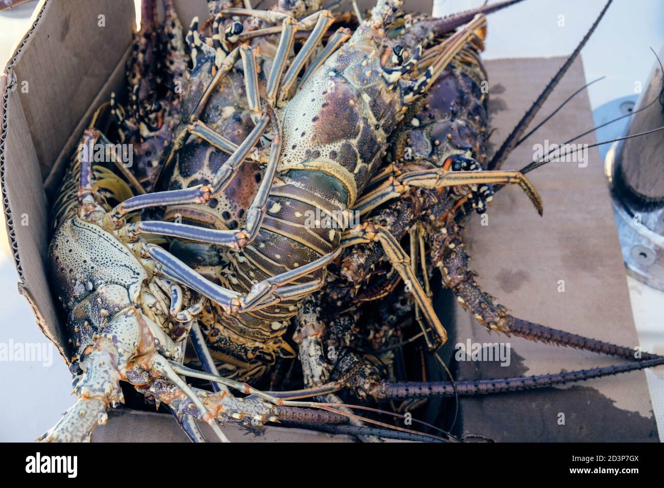 Closeup of caught lobster in caribbean being sold in a box on the market in cuba Stock Photo