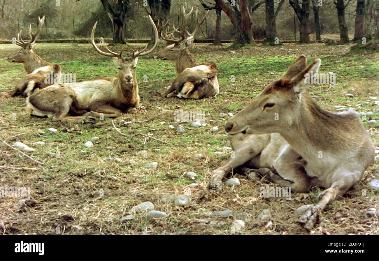 Kashmiri red deers sit in a forest in Srinagar. A rare species of the red  deer, known commonly as the hangul and found only in the mountains of  Kashmir is on the