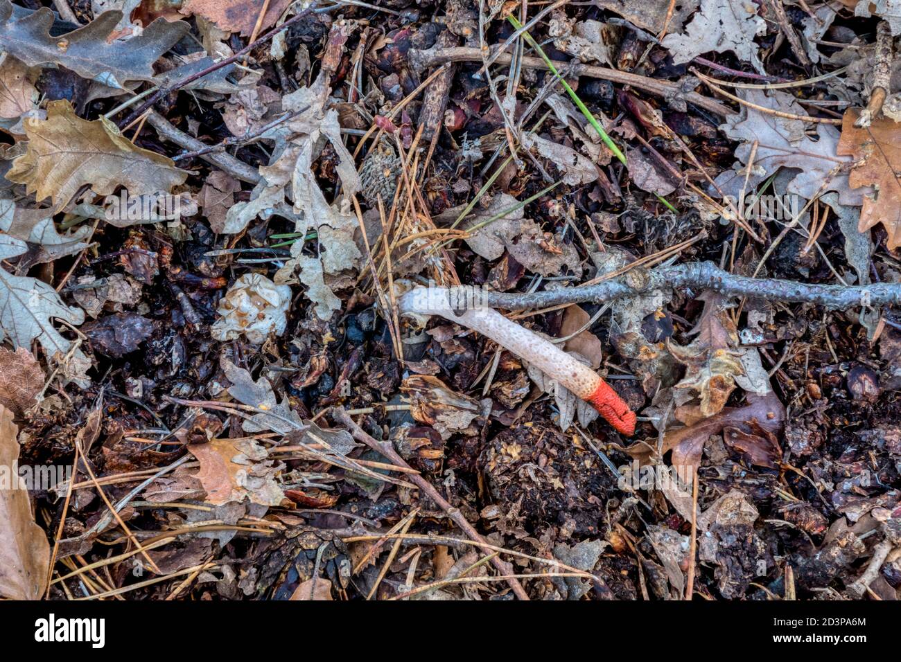 Dog stinkhorn fungus, Mutinus caninus, growing in leaf litter on woodland floor. Stock Photo