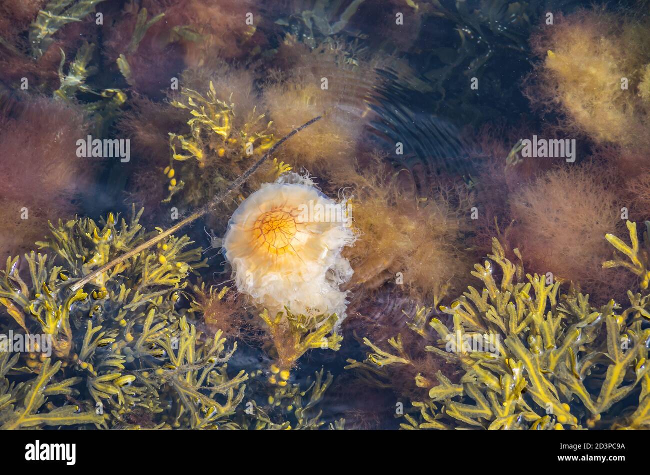 Lion's mane jellyfish, Cyanea capillata, in shallow waters surrounded by seaweed, Bohuslan, Sweden. Stock Photo