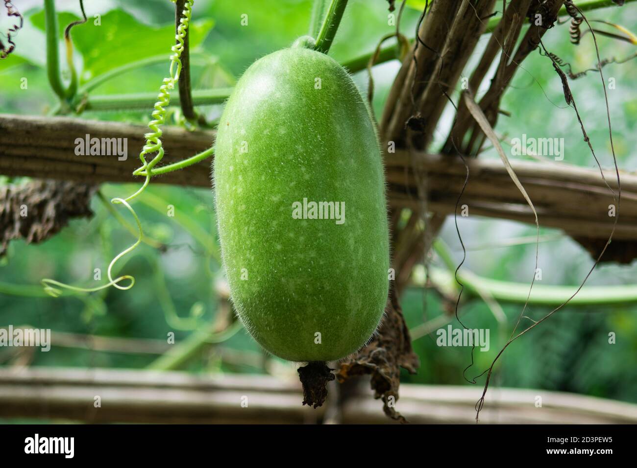 Chal Kumro Chash or Winter Melon Ash Gourd Plant Stock Photo Alamy