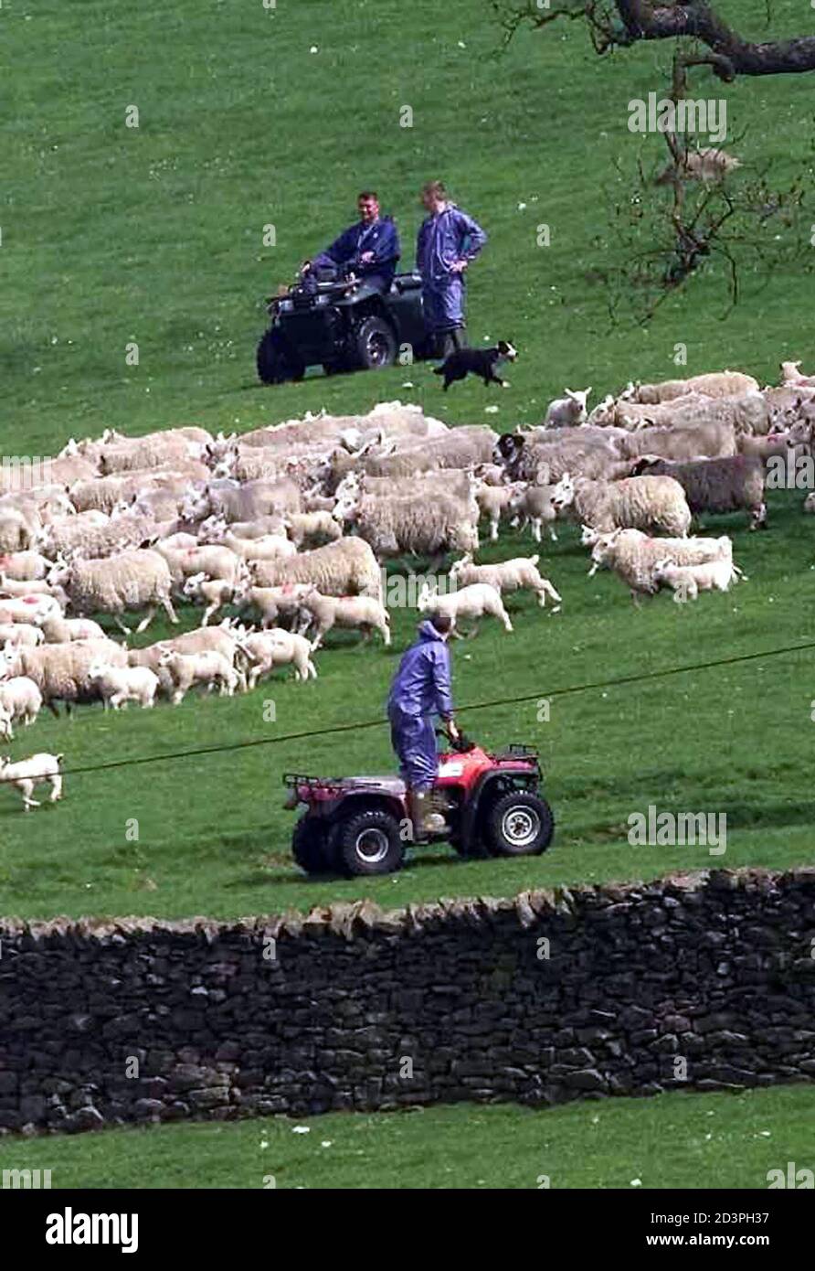 Farm workers round up sheep for slaughter at Skirbeck farm near Settle because of an outbreak of Foot-and Mouth disease, May 23, 2001. Vets from the Ministry of Agriculture and Fisheries and also the army are expected to start destroying the animals after a further 16 new cases of the disease were confirmed.  IH/CBR Stock Photo