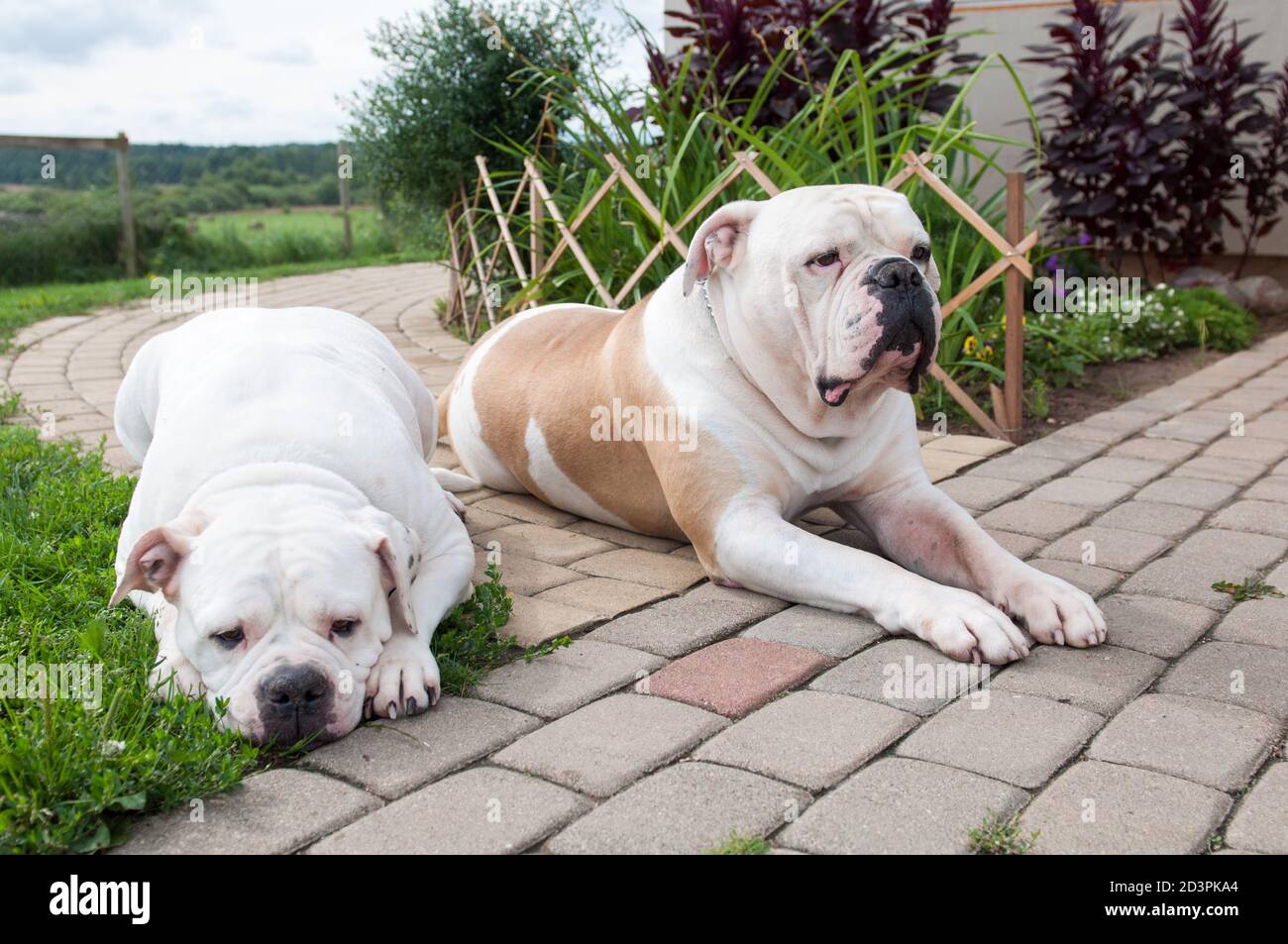Are American Bulldogs Good House Dogs