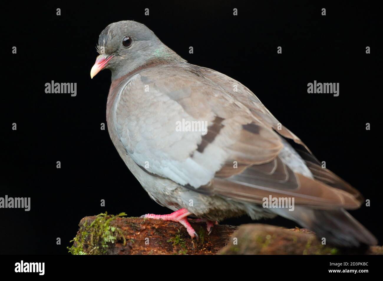 Stock Dove ( Columba oenas ) with underexposed background, taken in Wales 2020. Stock Photo