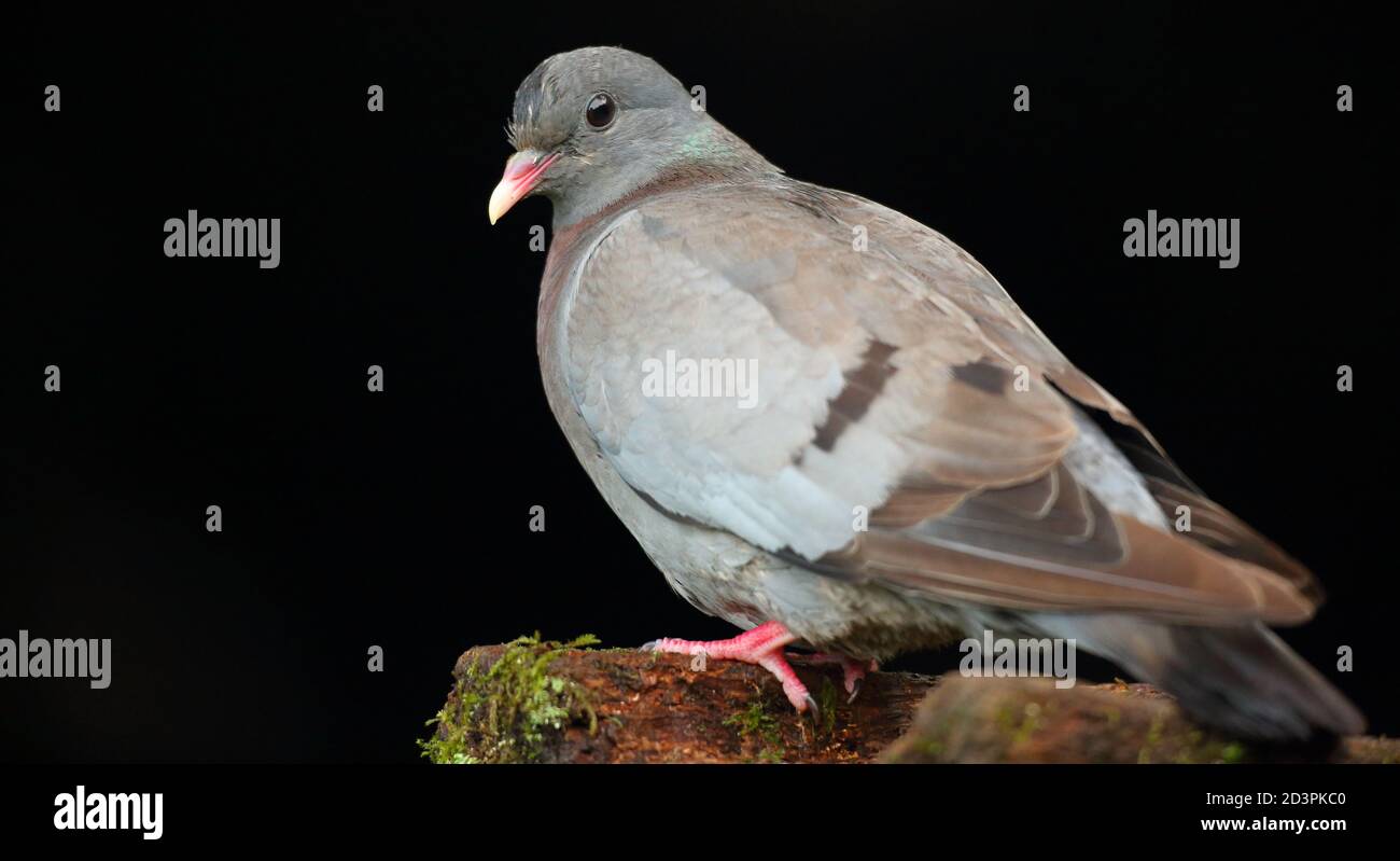 A Portrait of an adult Stock Dove (Columba Oenas) with an underexposed black background, taken in Wales 2020. Stock Photo