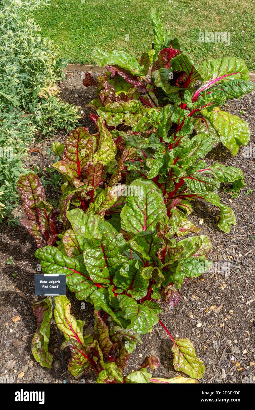 Red-stemmed chard (Red Chard or Beta vularis) in the Tudor walled garden, Cressing Temple Barns, Essex, UK. Stock Photo