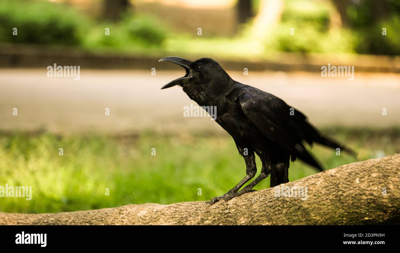 Crow between the green and the road standing alone Stock Photo Alamy