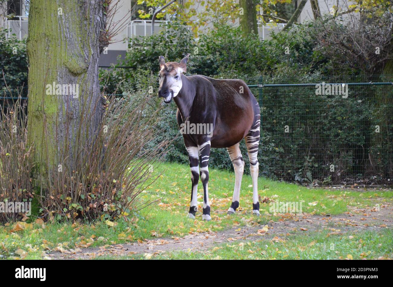 Okapi tongue hires stock photography and images Alamy