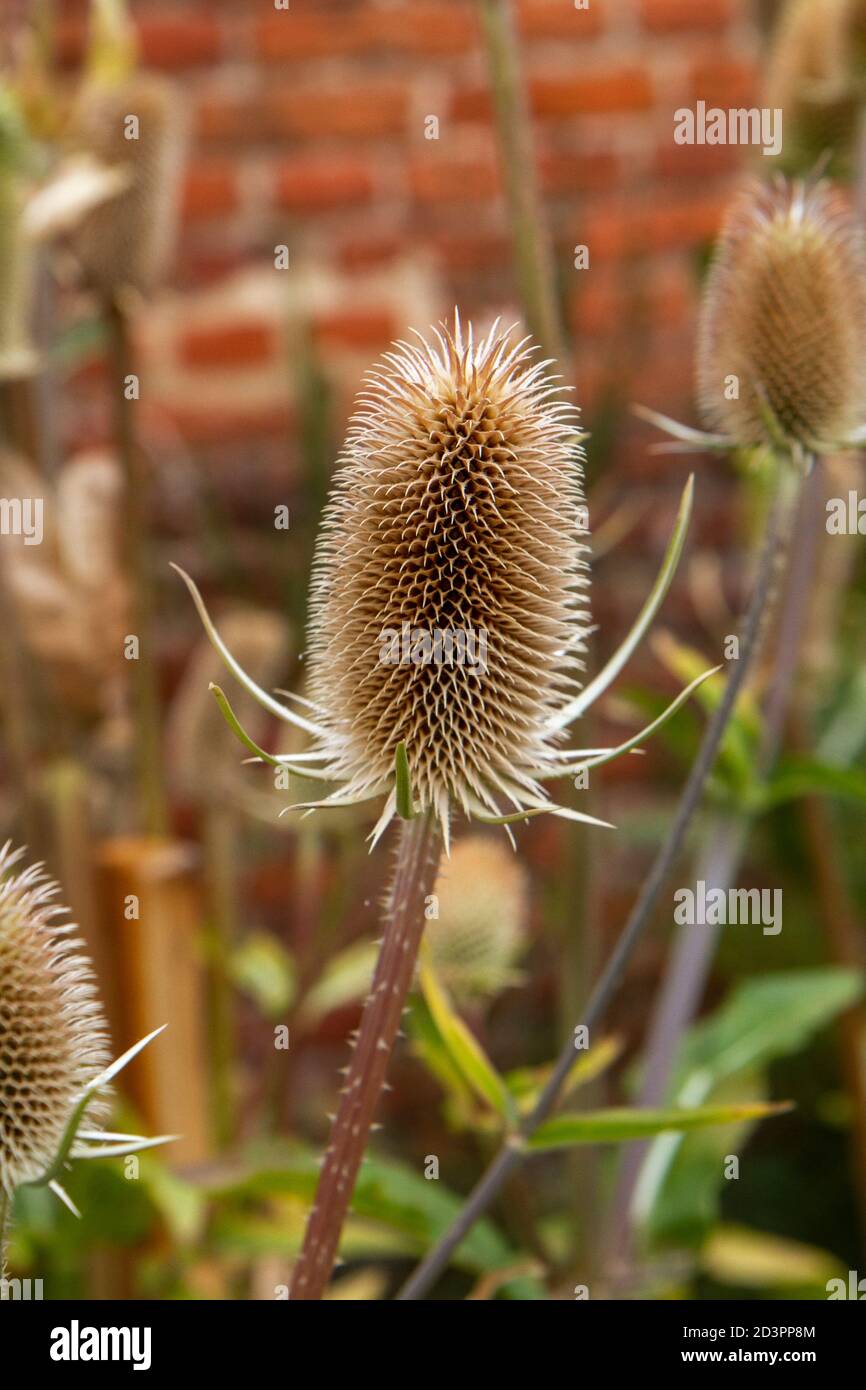 Close up of a Fuller's teasel (Dipsacus sativus fullonum) in the Tudor walled garden, Cressing Temple Barns, Essex, UK. Stock Photo