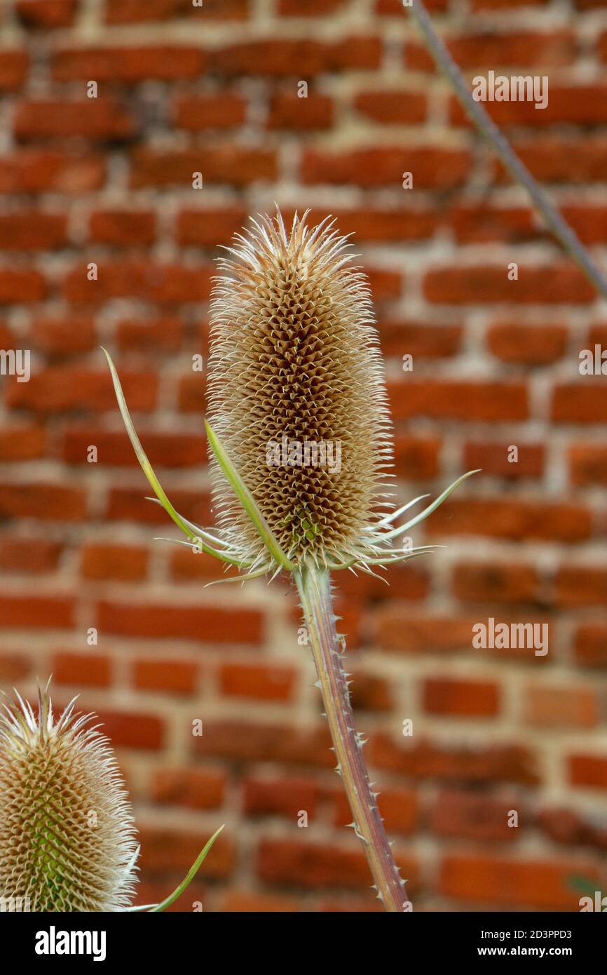 Close up of a Fuller's teasel (Dipsacus sativus fullonum) in the Tudor walled garden, Cressing Temple Barns, Essex, UK. Stock Photo