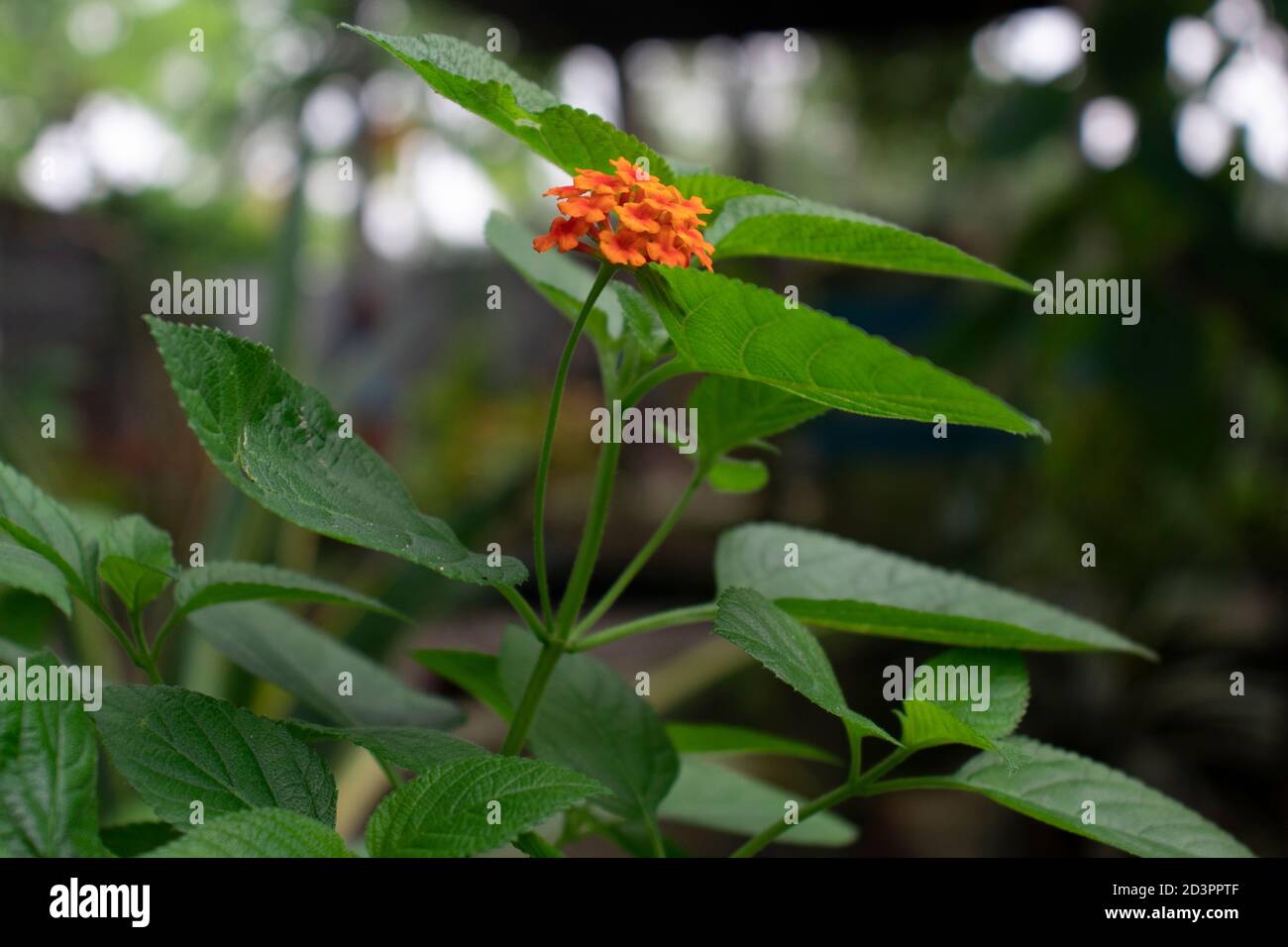 Lantana Camara is a species of flowering plant within the verbena family Stock Photo