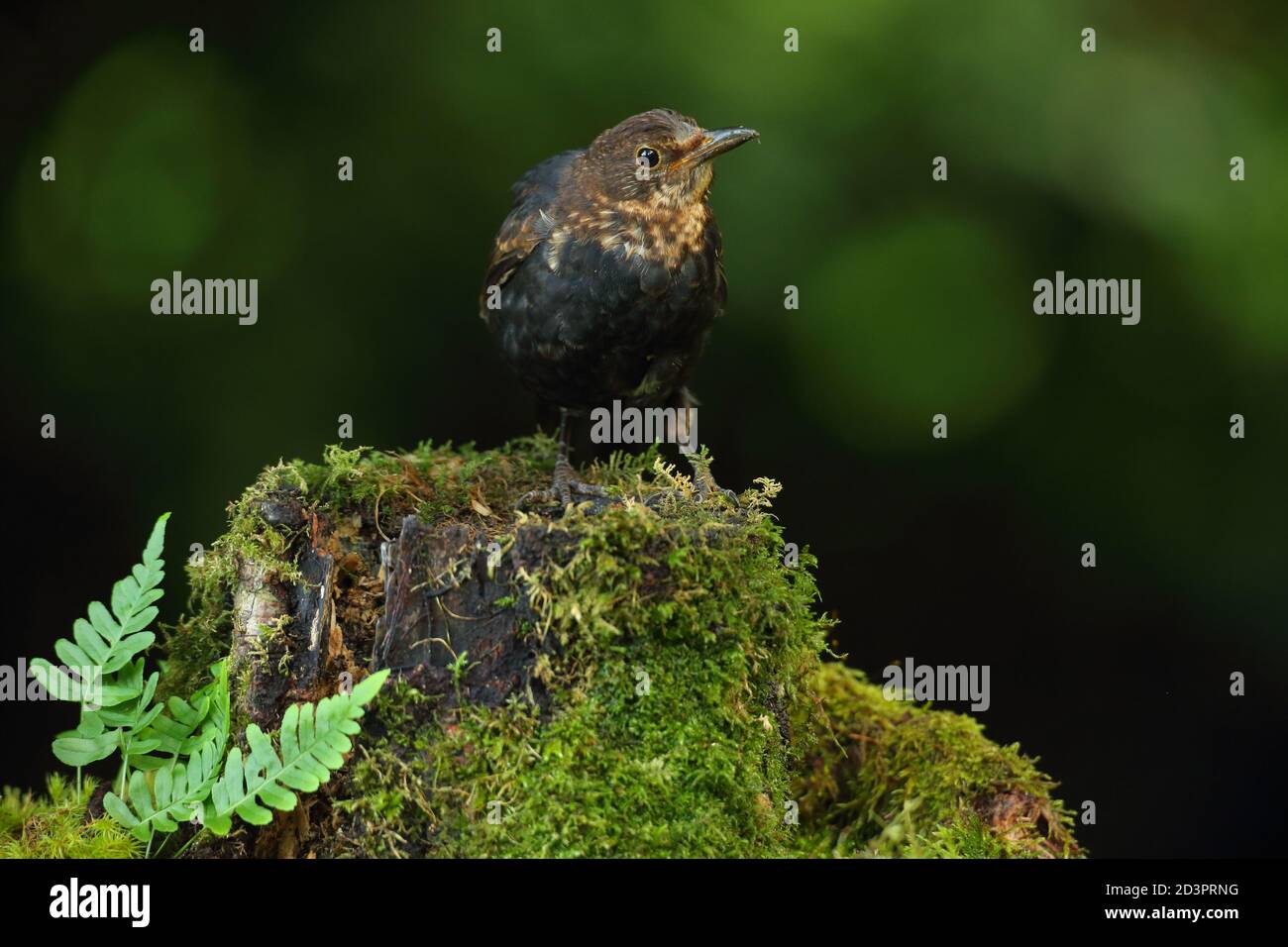 Juvenile Common Blackbird ( Turdus Merula ) in mossy woodland with ferns, taken in Wales summer 2020. Stock Photo