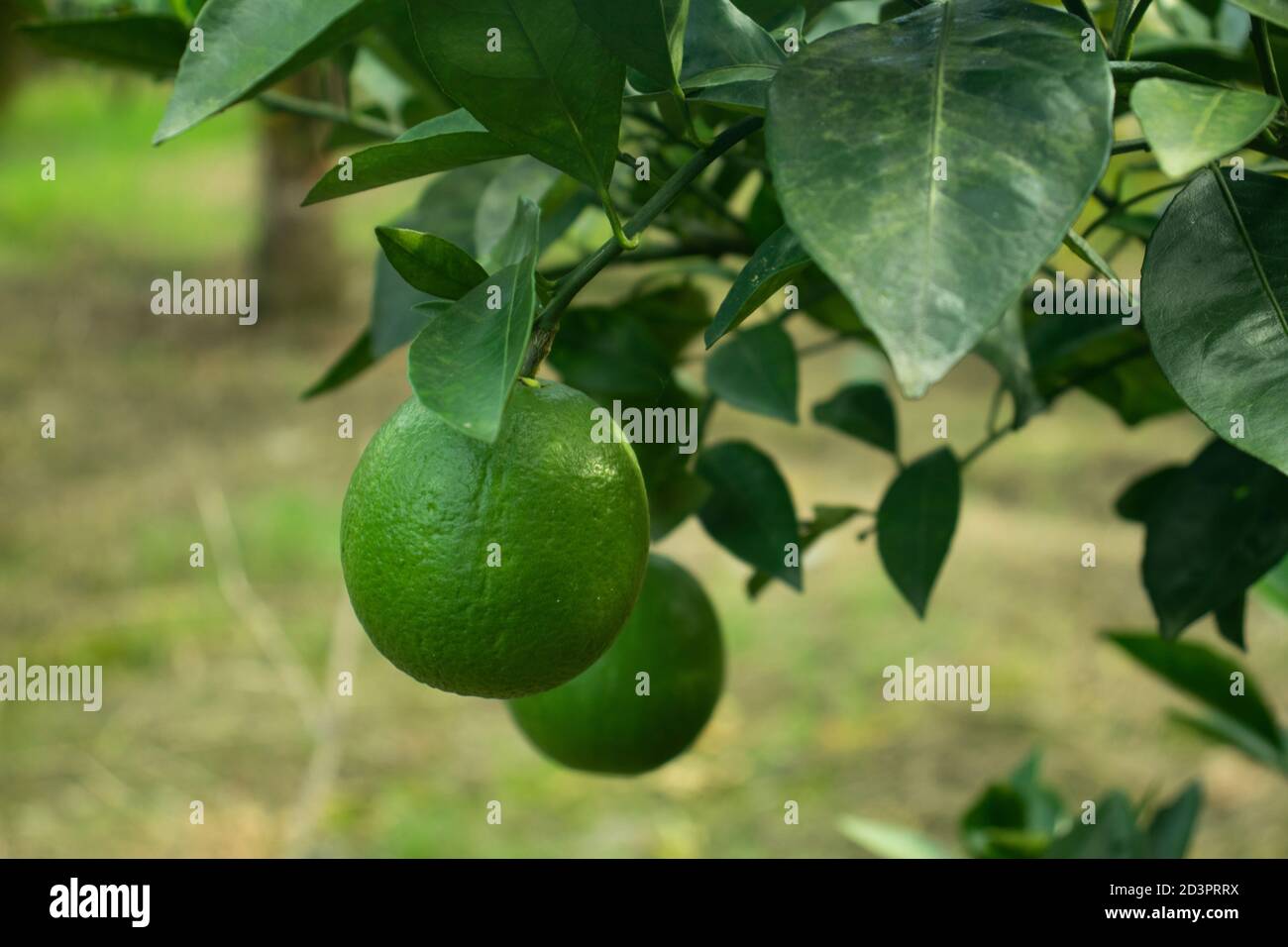 Malta green lemon food It is commonly called as sangtra and the fruit is enriched with vitamin C Stock Photo