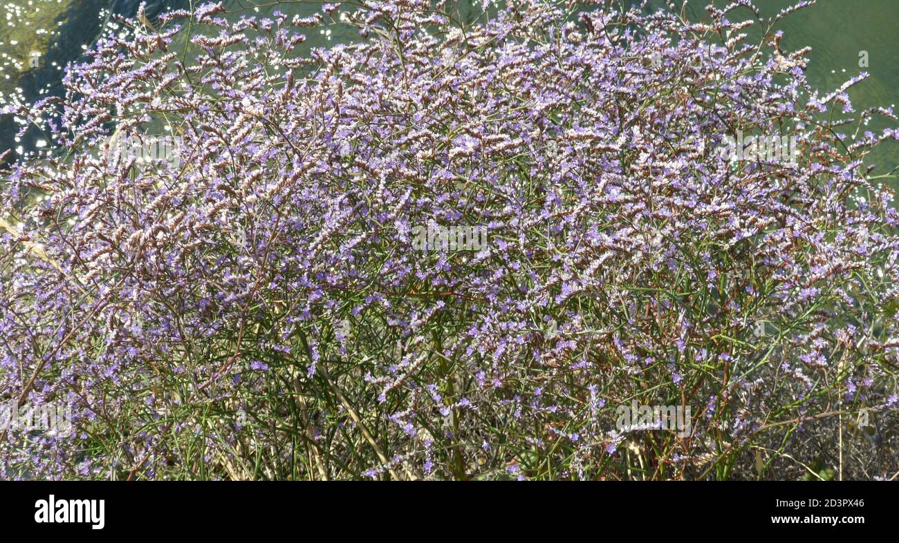 Bright summer filed wild flowers Sea lavender. Tiny violet-blue flowers over rosettes Limonium platyphyllum. Kermek. Stock Photo