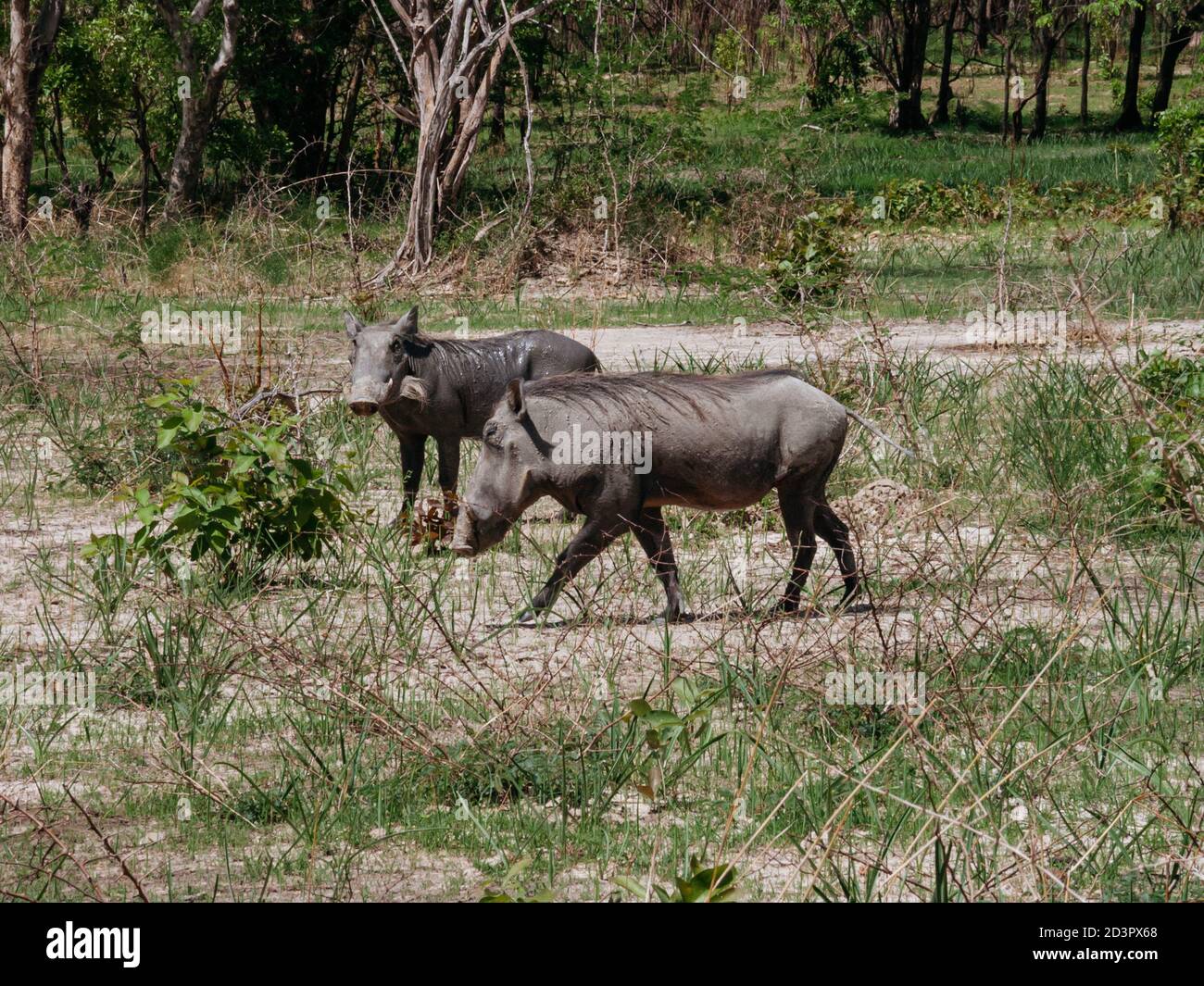 Warthogs or Phacocheres Stock Photo