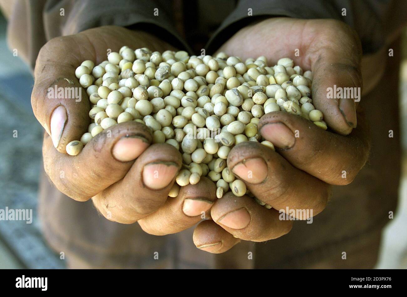 modified soybeans hires stock photography and images Alamy