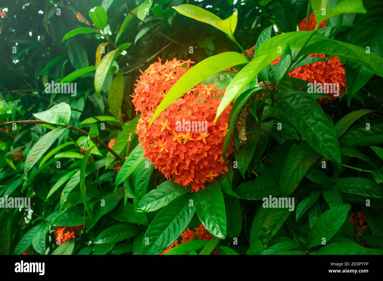 Ixora or Rangoon is a genus of flowering plants in the family Rubiaceae comes in verity colors Stock Photo