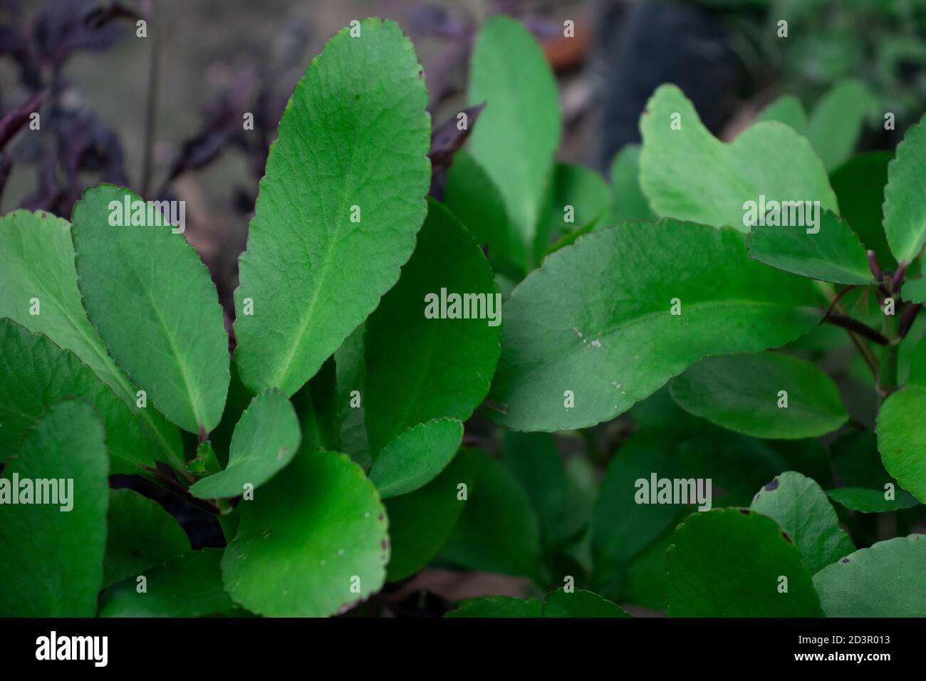 Bryophyllum pinnatum medicinal Kalanchoe Or patharkuchi leaf Stock Photo
