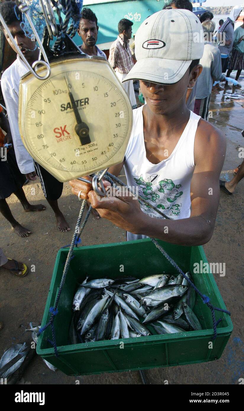 A Sri Lankan Fisherman Weights Fish In An Improvised Fish Market In Hikkaduwa Southern Sri Lanka January 12 05 Fishermen Have Slowly Drifted Back To Their Work On The Sea On The