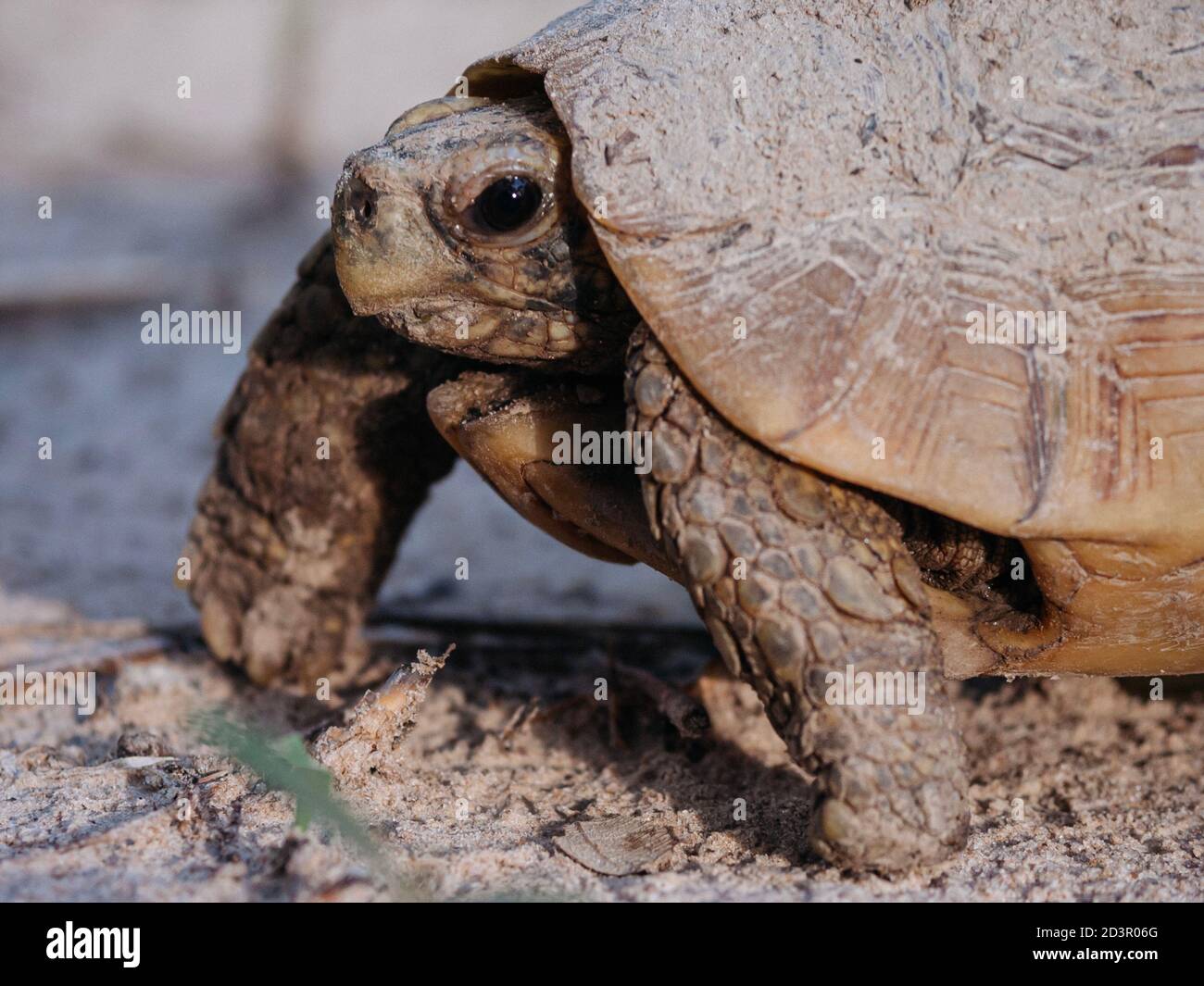 Phototeka hi-res stock photography and images - Alamy