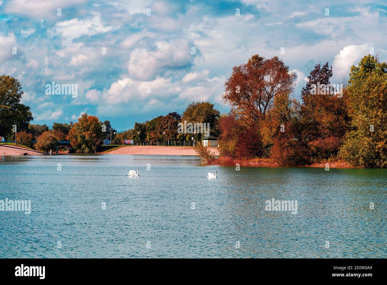 Two swans in a lake. Autumn landscape. Beautiful nature. Stock Photo