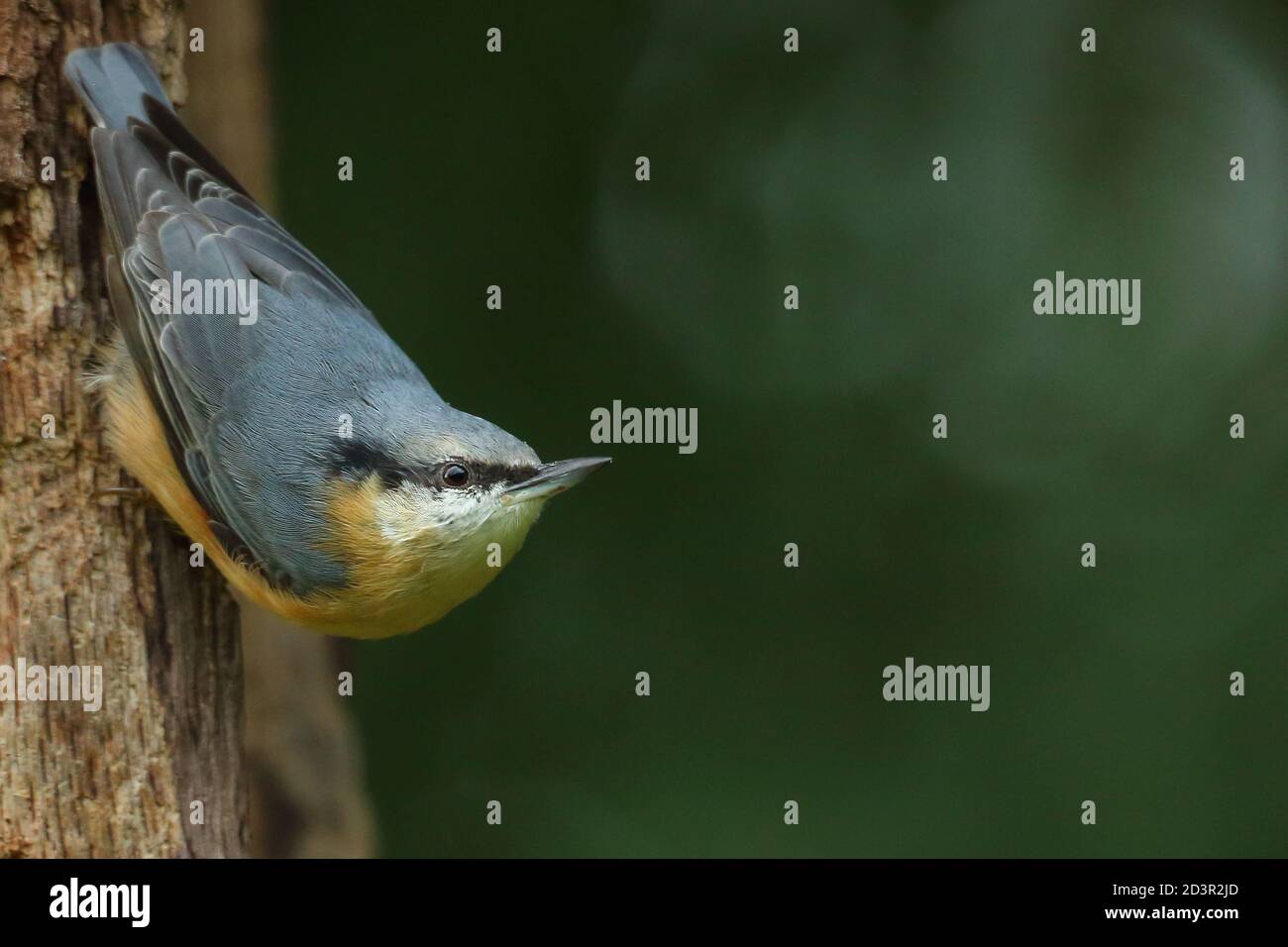 Portrait of a Eurasian Nuthatch ( Sitta Europaea ) searching for nuts in Welsh woodland. Taken near Llanidloes, Wales in August 2020. Stock Photo