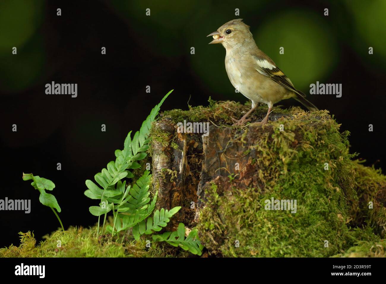 Female Common Chaffinch ( Fringilla coelebs ) in typical woodland habitat, taken in Wales 2020. Stock Photo