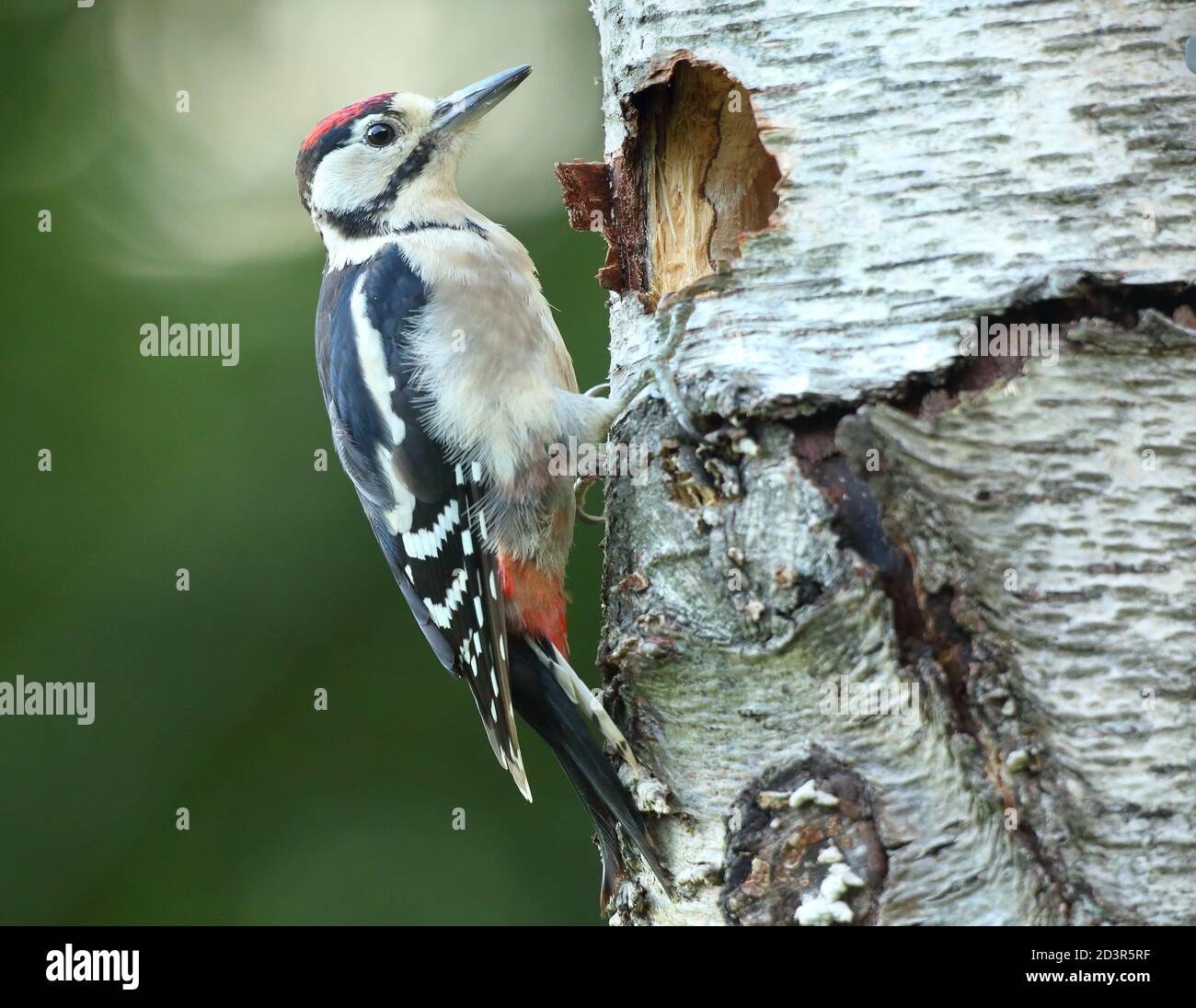 Juvenile Great Spotted Woodpecker ( Dendrocopos major ) by nest hole in summer, taken in Wales 2020. Stock Photo