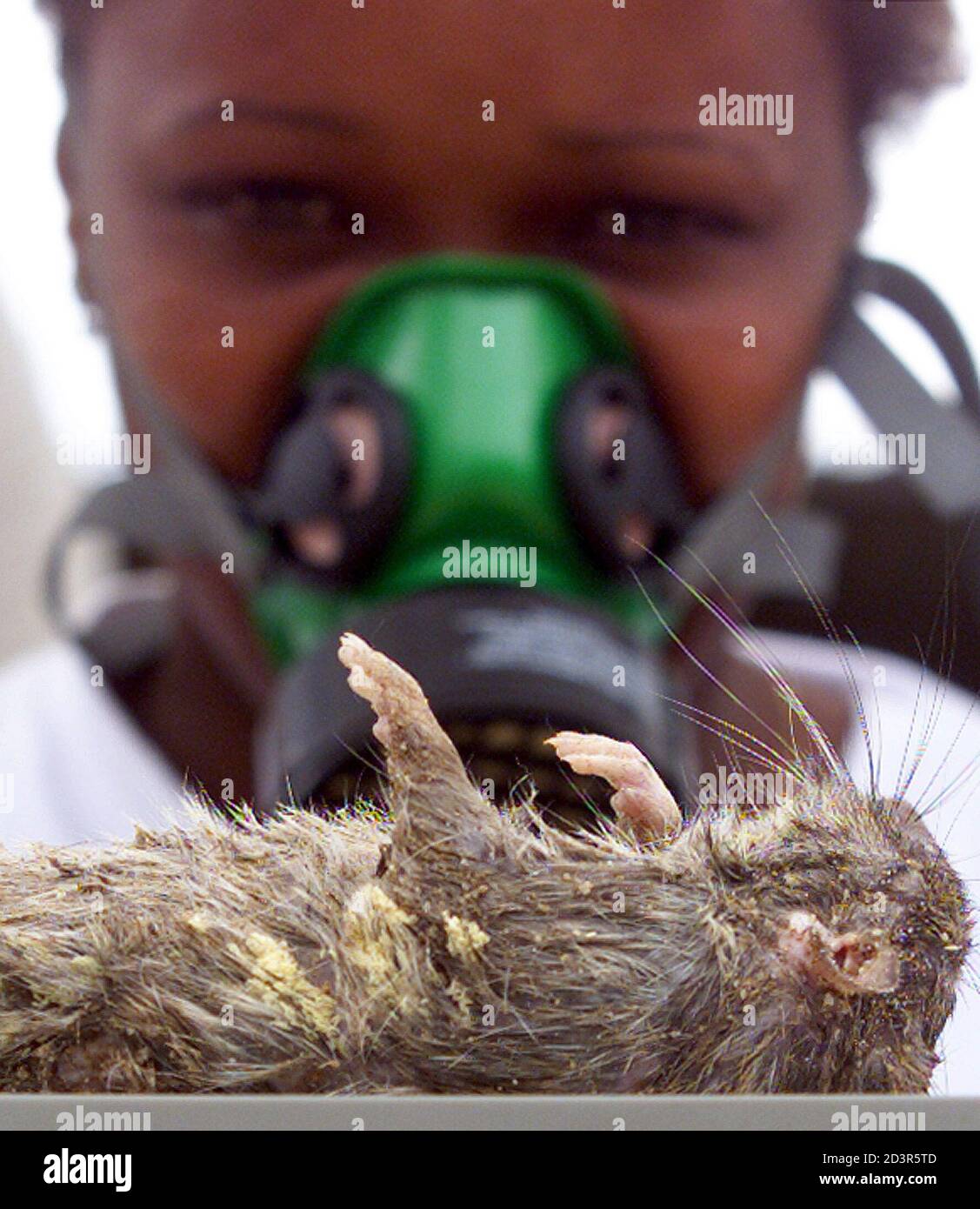 Monica Penna, a public health worker for the municipality of Caxias,  examines a rat as it sits on scales in this city north of Rio de Janeiro,  November 29, 2001. The local