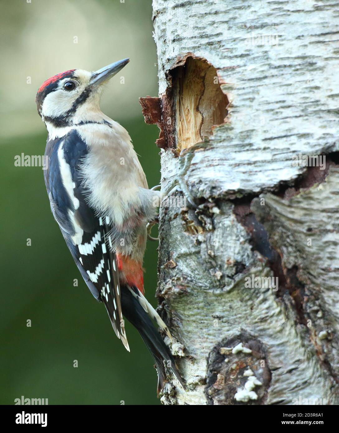 Juvenile Great Spotted Woodpecker ( Dendrocopos major ) by nest hole in summer, taken in Wales 2020. Stock Photo