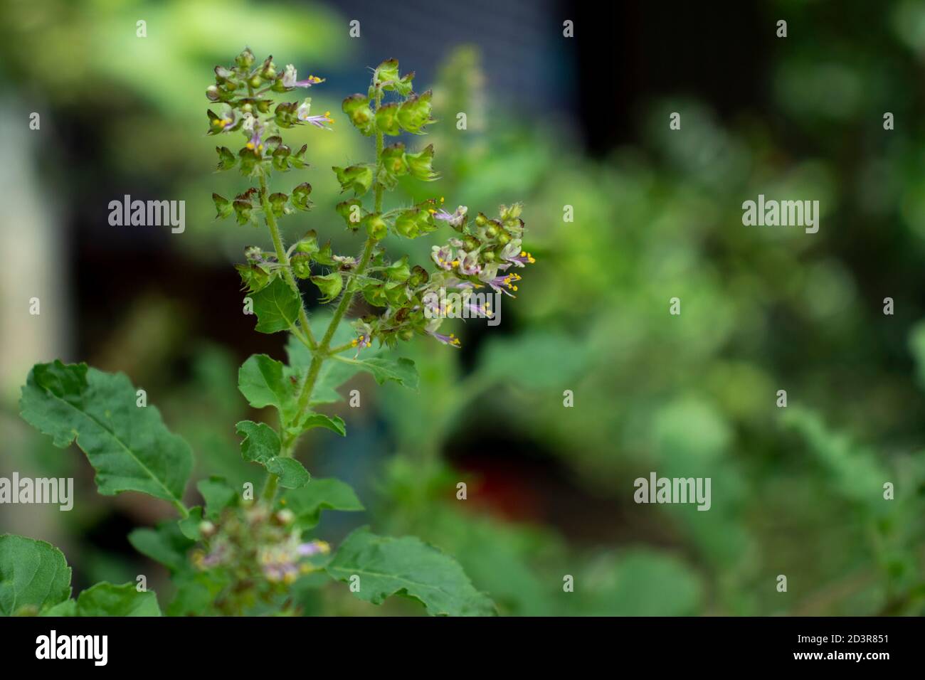 Basil leaves are commonly used in cooking, but the flower buds are also
