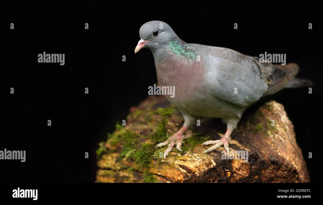 A Portrait of an adult Stock Dove (Columba Oenas) with an underexposed black background, taken in Wales 2020. Stock Photo