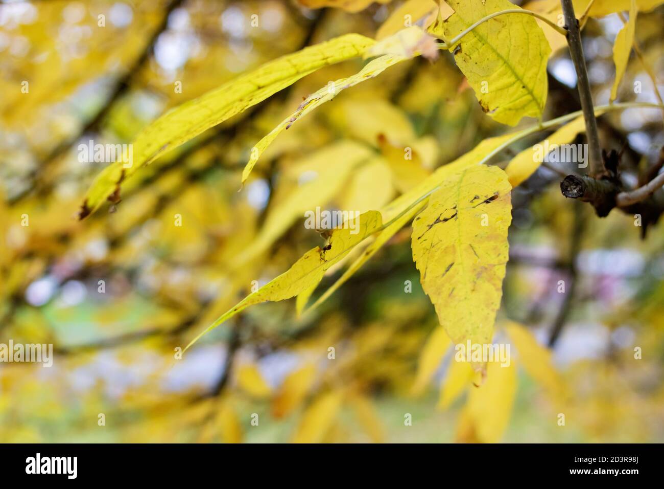 Yellow leaves on a tree branch closeup Stock Photo - Alamy