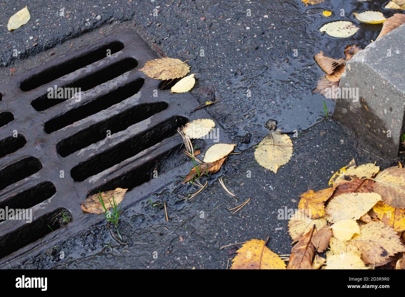 Yellow autumn leaves on sewer grate on road Stock Photo