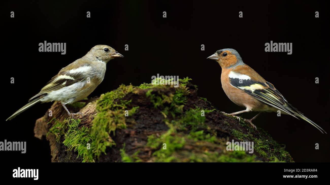 Female Common Chaffinch ( Fringilla coelebs ) in typical woodland habitat, taken in Wales 2020. Stock Photo
