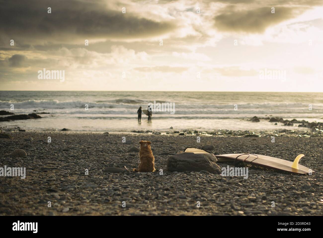 dog with surf boards watching surfers in sea Stock Photo