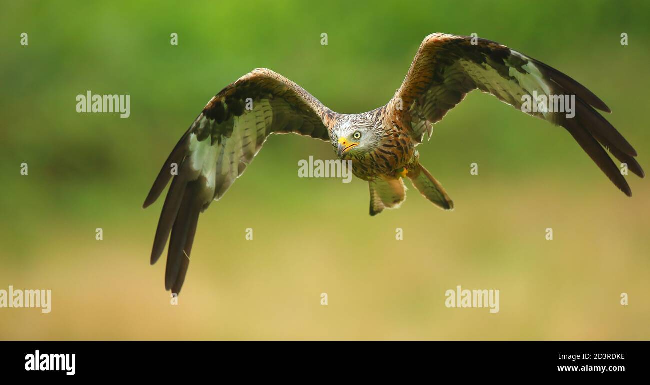 Red Kite (Milvus milvus) in flight while feeding at Gigrin farm feeding station in Mid Wales, August 2020 Stock Photo