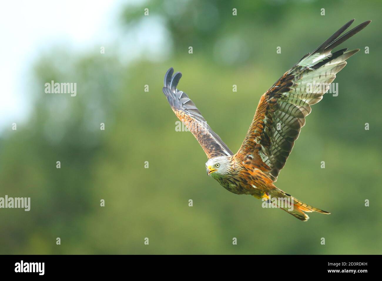 Red Kite (Milvus milvus) in flight while feeding at Gigrin farm feeding station in Mid Wales, August 2020 Stock Photo