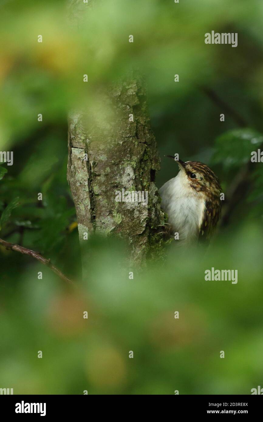 A Eurasian Treecreeper bird ( Certhia familiaris ) on branch with leafy foreground, showing beak and plumage. Taken in Wales 2020. Stock Photo