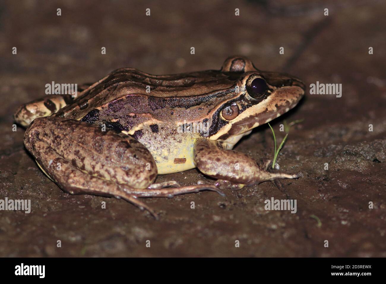 horizontal photo of a butter frog (Leptodactylus latrans) isolated on land at night. flash use Stock Photo