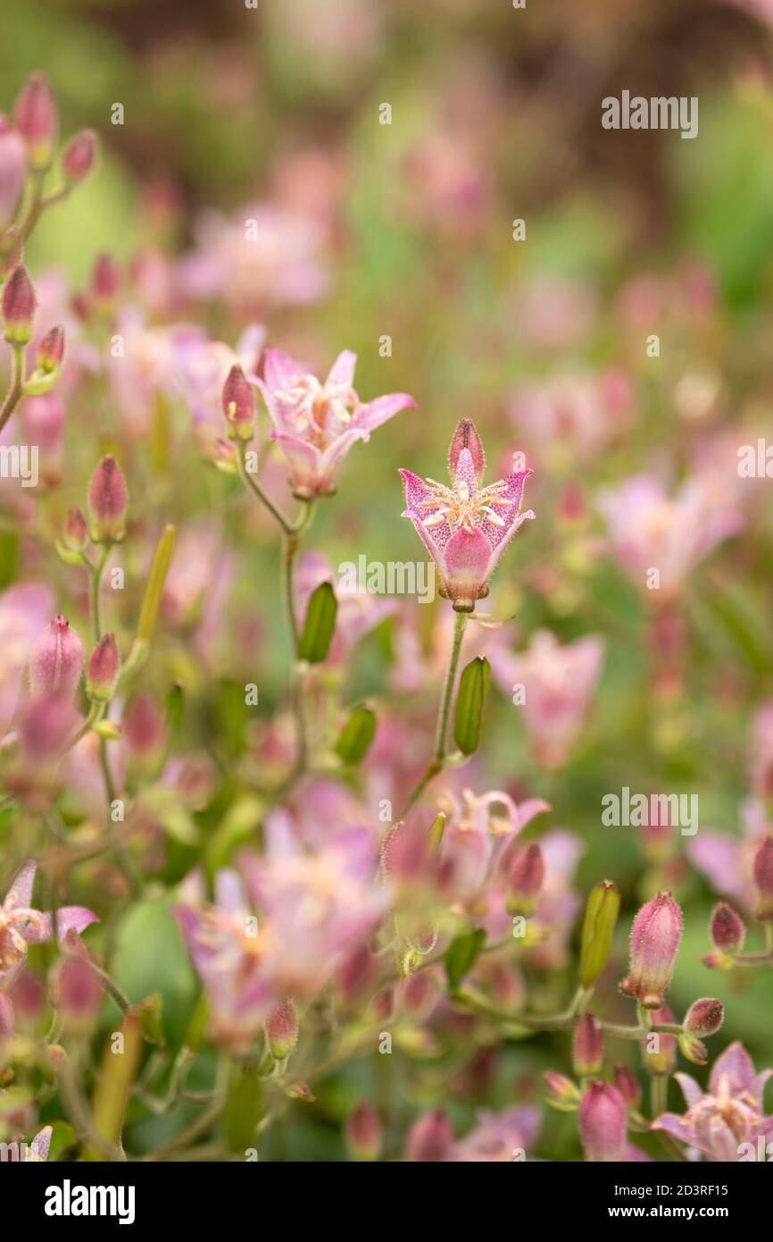 Actaea Simplex – Atropurpurea group, flowering in late summer sunshine Stock Photo