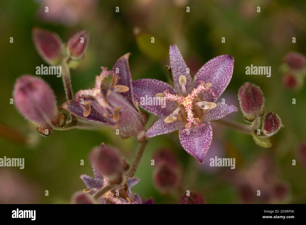 Actaea Simplex – Atropurpurea group, flowering in late summer sunshine Stock Photo