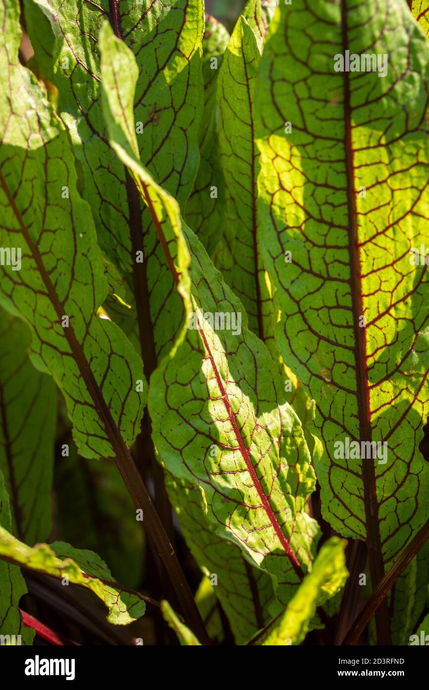 Red veined Sorrel, green vegetable Stock Photo