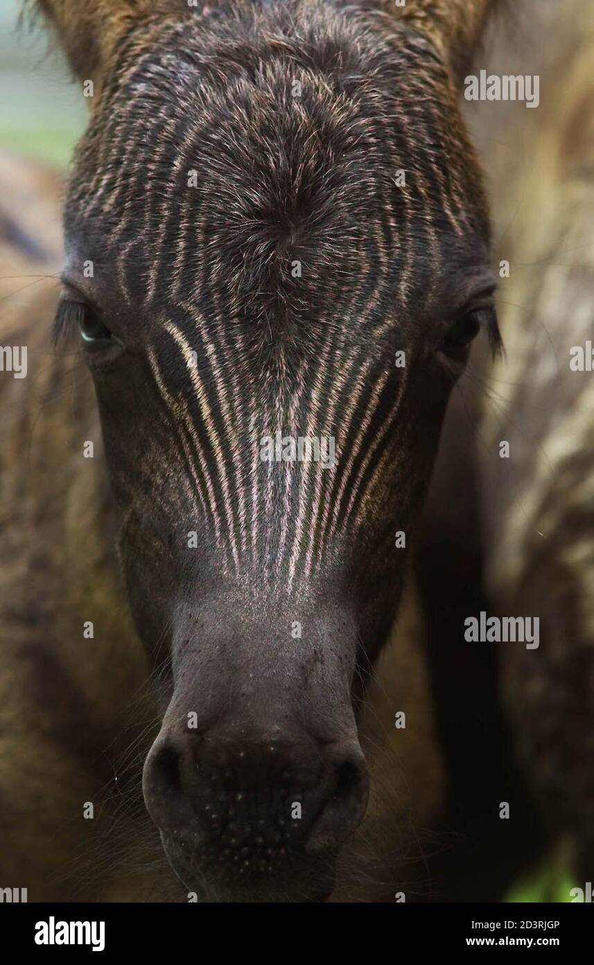 Zebra horse cross hires stock photography and images Alamy