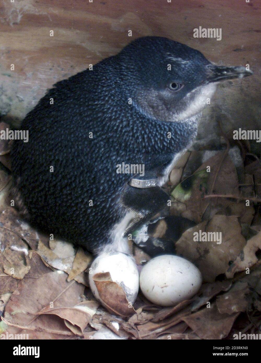 A Little Penguin or more commonly referred to as Fairy Penguin sits protecting her eggs in a man-made hutch on the foreshore of Sydney Harbour October 25, 2001 as National Parks and Wildlife Serice (NPWS) officers conduct studies on the endangered species. The 70 breeding pairs of penguins is believed to be the only colony to inhabit a major city in the world, with the decline in the formerly extensive population believed to be attributed to habitat destruction by urban develoment and predation from cats and dogs. Stock Photo
