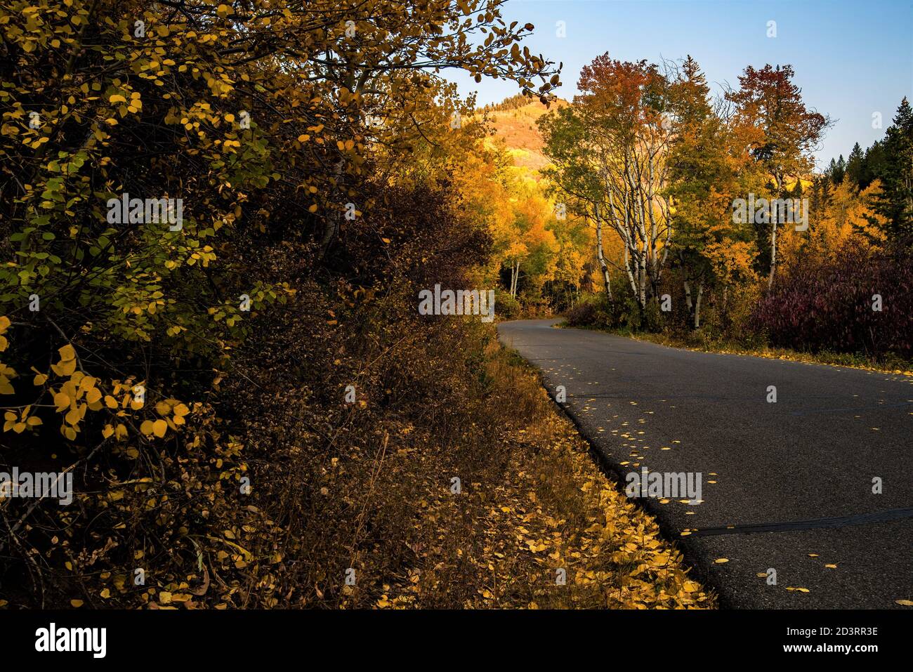 Narrow mountain road with Autumn colors.  Brightly colored trees and fallen leaves create visual interest in a mountain setting. Stock Photo
