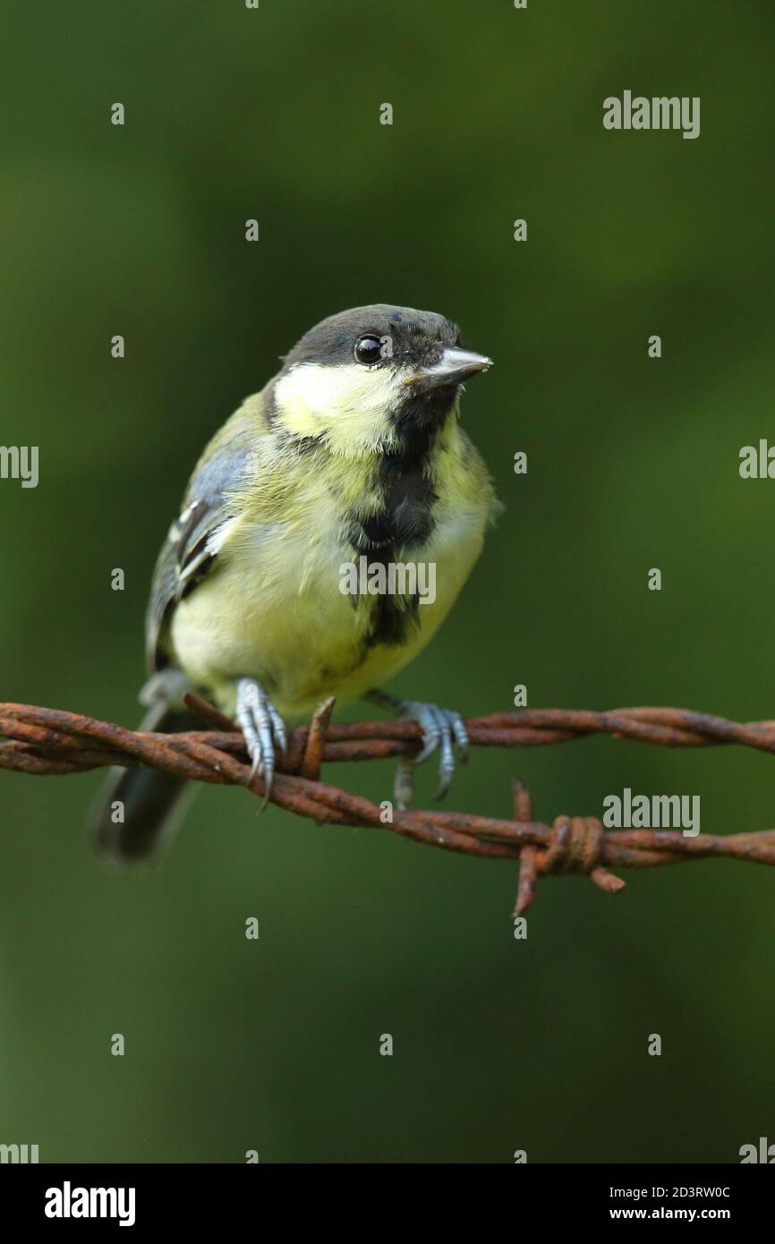 A photo of a juvenile Great Tit bird ( Parus major ), taken in Wales 2020. Stock Photo