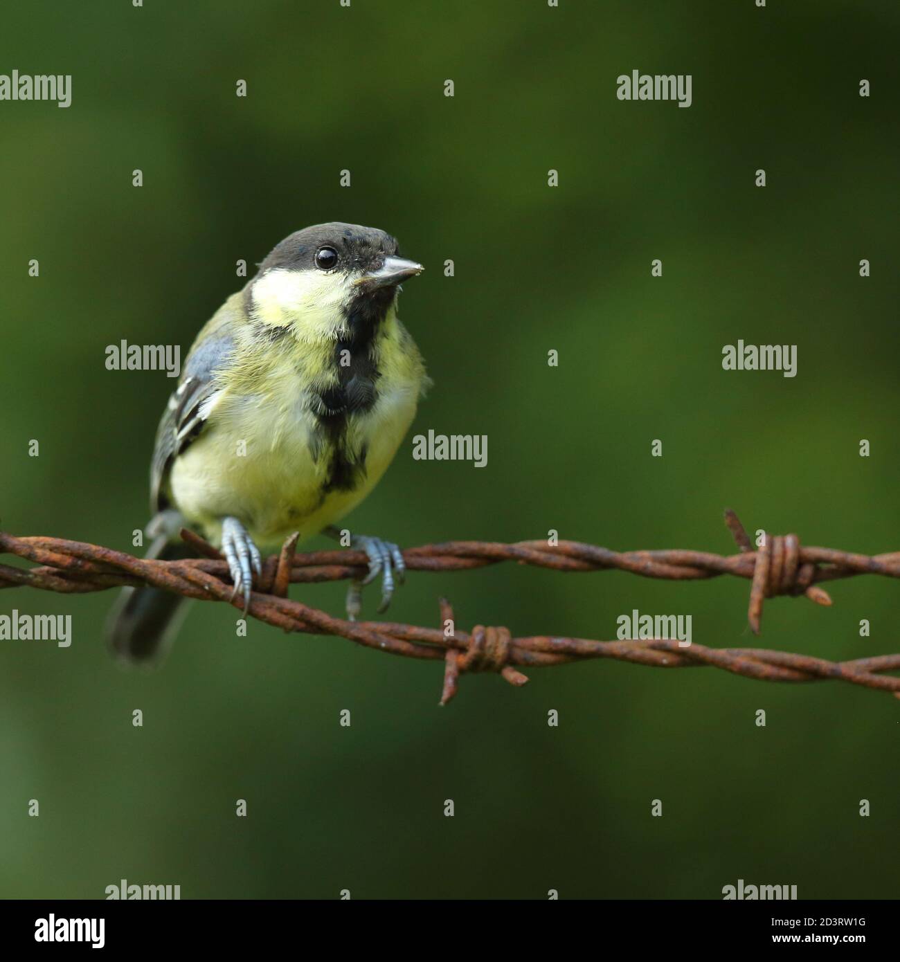 A photo of a juvenile Great Tit bird ( Parus major ), taken in Wales 2020. Stock Photo